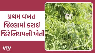 Arvalli News: અનોખી જાતની ખેતી કરી ખેડૂતોને ચીંધી નવી રાહ, જિરેનિયમ એક સુગંધિત છોડ | VTV Gujarati