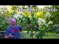 How to turn a Shrub into a Tree - Update - Tree Form Hydrangea