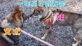 【四国犬兄妹】一年ぶりの文太とナナちゃんの再会。Sikoku dogs reunion of brothers and sisters.