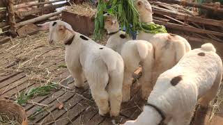 Pure bandur female sheeps (7022134197)