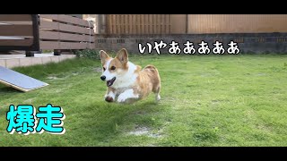 本日の全力見送り【爆走コーギー】