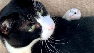 新入りハムくん🐭🍀猫に初乗り❤️🐈猫とハムスター【45】