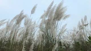 Wild Sugarcane Flowers in Nature | Kashful Bloom | Royalty free stock video footage, No copyright 4K