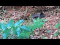 【ケアンズの野鳥】七面鳥じゃないよヤブツカツクリだよ！　第101ページ　cairns channel