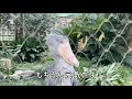 【レア映像】呼びかけに反応するハシビロコウ「げんきー？げんきだよー！」上野動物園　shoebill in uenozoo responds kid s saying hello