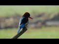 beautiful white throated kingfisher i diara grassland i kolkata outskirts i hoogly i