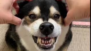 やっぱりガルガル無しでは物足りない。おねだりガルの柴犬大河です