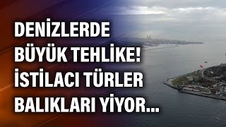 Denizlerde büyük tehlike! İstilacı türler balıkları yiyor...