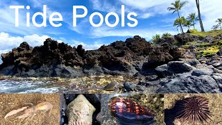 Tide Pool Creatures of Maui, Hawaii