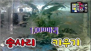 민물송사리1000마리 키우기