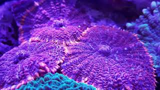 New Corals at The Aquatic Design Centre