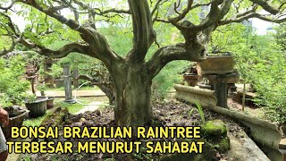 The Biggest Brazilian Raintree Bonsai In Indonesia