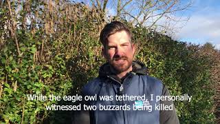 Eagle owl decoy used to lure buzzards to their deaths on North Yorkshire grouse moor