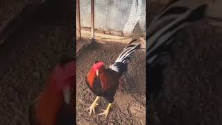 Chicken rooster a:69