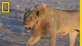 Living With Lions in Namibia | National Geographic