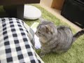 ねこ八兵衛、ヒザネコ。