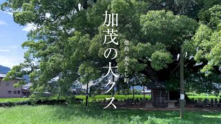 【四国の巨木】加茂の大クス│徳島 東みよし町