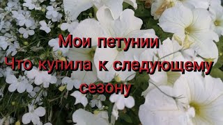 Петунии покупка семян к следующему сезону.Что выращивала 🏵️