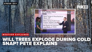 Will trees really explode during the cold snap? Pete explains