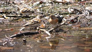 河口湖フィールドセンターのアトリ（雌）その１１（4K60P動画）