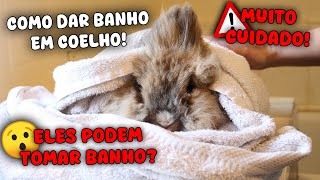 HOW TO GIVE A RABBIT A BATH! (CAN RABBITS TAKE A BATH?)