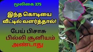 இந்திர புஷ்பம் | Indra pushbam | Inthira pushbam | Thunbergia Fragrans | அலசல் | Alasal