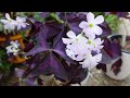 how to grow oxalis triangularis fast purple shamrock