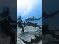 撫で撫でをねだるナースシャーク達❤️ spoiled nurse sharks