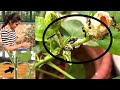 Simple Solution for Mealybug/ White insects