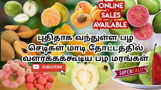 புதிதாக வந்துள்ள பல செடிகள் மாடித்தோட்டத்தில் வளர்க்கக்கூடிய பழ மரங்கள்#garden #fruit