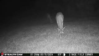 06 15 24  129 02am A deer eating in the back field. #deer #wildlife #whitetaildeer