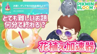 コミュニティウィークにとても難しいお題が登場！花植え加速器を使えばどれくらいで終わるか検証！【#ピクミンブルーム / #PikminBloom 】