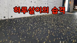 이번에는 하루살이가? 밤마다 반복되는 동양하루살이 공포 [오브리더]