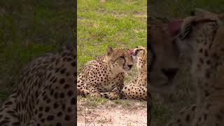 Lovely Moments of Cheetahs 🐆 📹