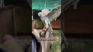 オオタカの調教始めました ‪#フクロウカフェ #広島 #フクロウ‬ #鷹 #隼 #調教 #鷹匠 #owl #hawk #falcon #オオタカ