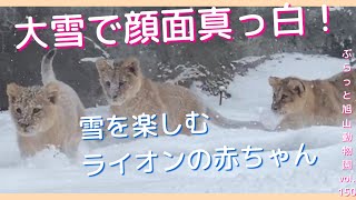 ついに来たー大雪！ライオンの赤ちゃん北国を全身で楽しむ！オリト＆イオ夫婦vol.150@旭山動物園/Baby lion,her face is completely white in the snow