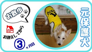 散歩中に出会ったイタチが気になって、足が痛いことも忘れちゃう犬！？