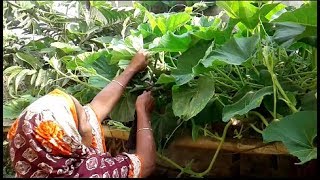 মায়ের হাতের মজাদার কাঁচা লাউপাতা ভর্তা || Traditional Villages Food || Kacha Lau Pata Borta