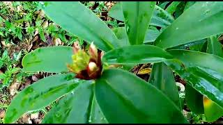 තෙබු ශාකය හඳුනා ගනිමු.cheilocostus speciosus