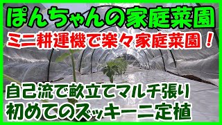 【ぽんちゃんの家庭菜園】#15 ズッキーニ定植（後編）ミニ耕運機は大活躍！