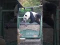 大熊猫萌兰giant panda menglan