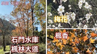 2024 -1 桃園 大溪 石門水庫楓林大道➞槭林步道➞槭林公園➞溪州公園