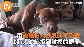 用愛讓怕人浪浪放下恐懼　比特犬從抗拒到討摸的轉變