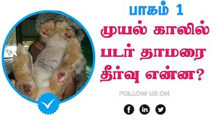 முயல் காலில் படர் தாமரை என்ன தீர்வு | பாகம் 1