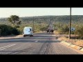Morning Walkers Ask: “Are There Elephants Today?” Then This Happened | Victoria Falls