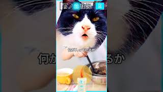 【百物語】【猫が語る不思議な話】【猫動画】百ノ目怪談その五　五十一こ目『だからいいんじゃない』