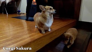 薪ストーブの周りで過ごすコーギーとミニチュアダックス / Corgi and miniature dachshund spending time around the wood stove