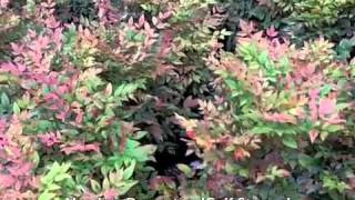 Nandina Domestica 'Gulf Stream' - 'Gulf Stream' Heavenly Bamboo, Sacred Bamboo