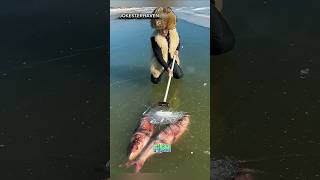 This Fisherman Found Fish Frozen in the Ice! 🐟❄️ #shrots