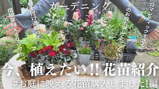 今、植えたい！購入苗一挙紹介✨宿根草や冬のガーデンを彩るお花たち、春庭に向けてどんどん仕込み中！！